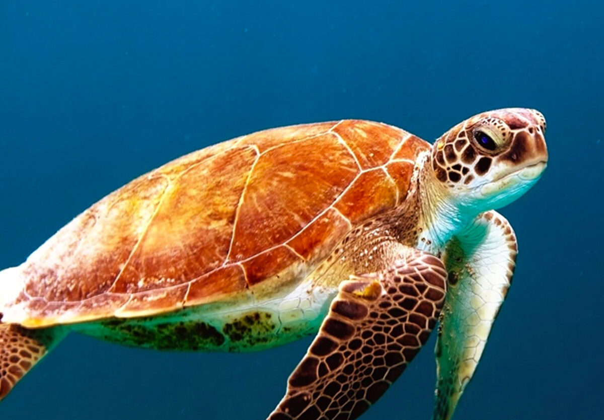 Swimming program/ World Turtle Day: Making Turtle art/ Discuss Cooking Program, Angels On Wheels