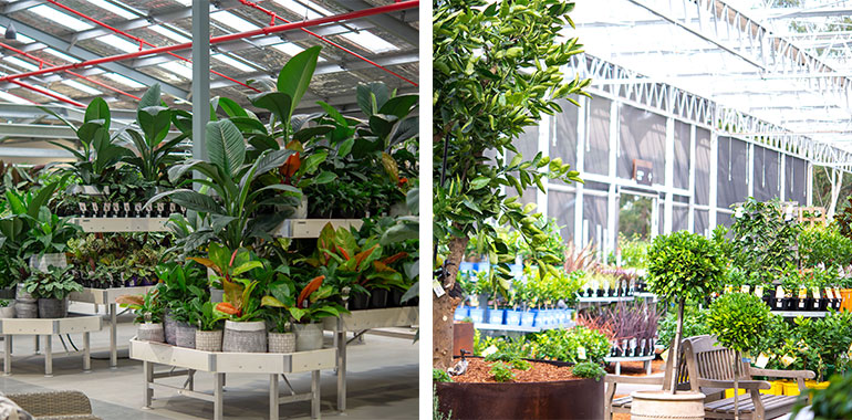 Aeroplane Watching at Kyeemagh Boat Ramp/ Flower Power, Angels On Wheels